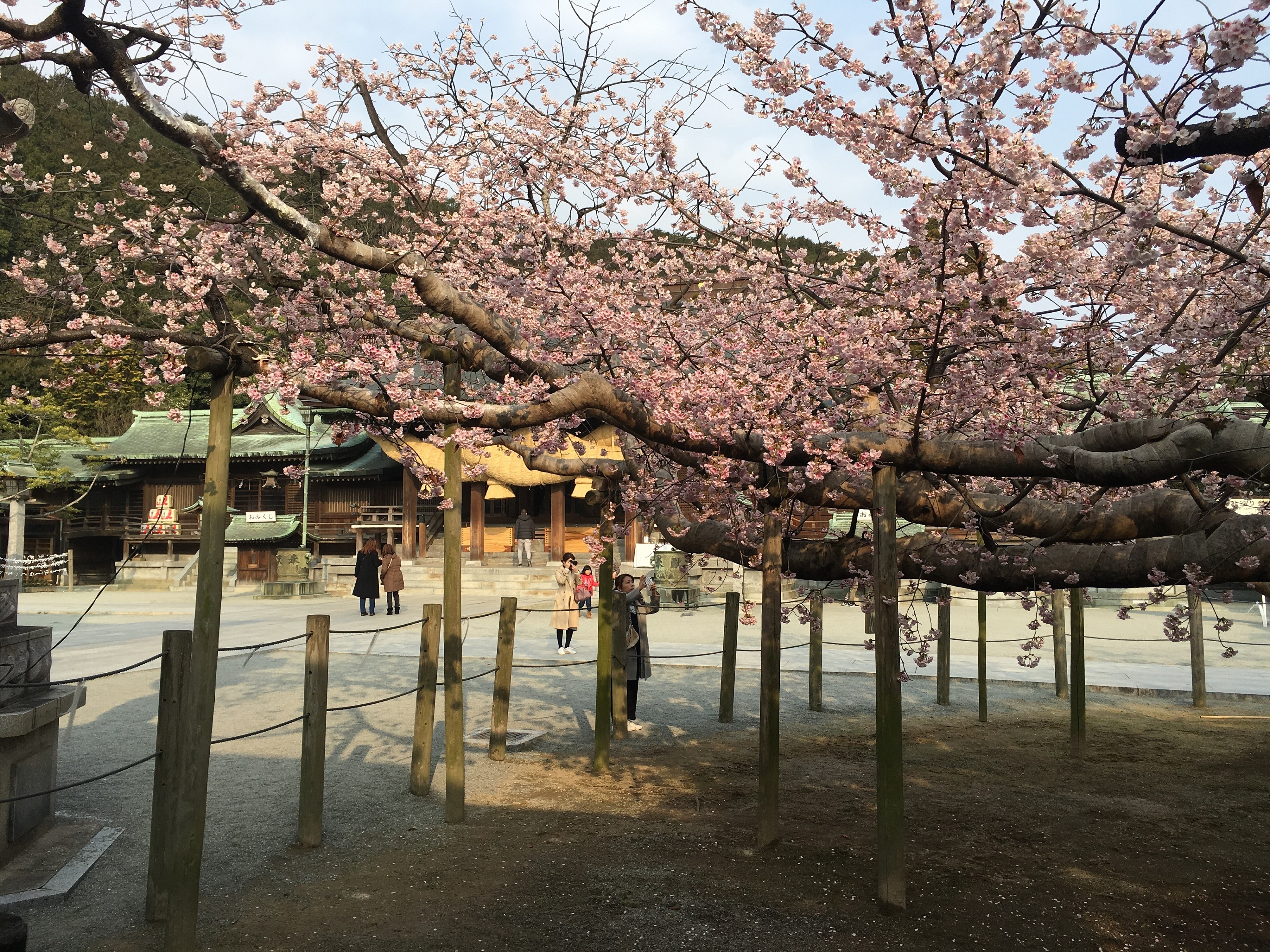 宮地嶽神社の境内にある樹齢約200年のご神木の寒緋桜が満開になりました。