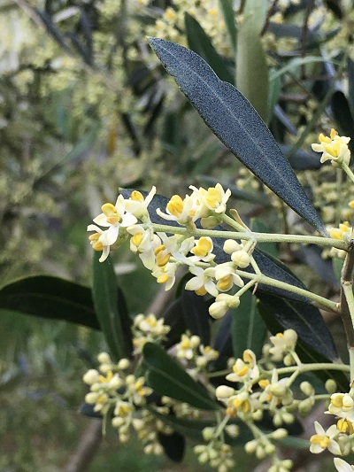 オリーブの花