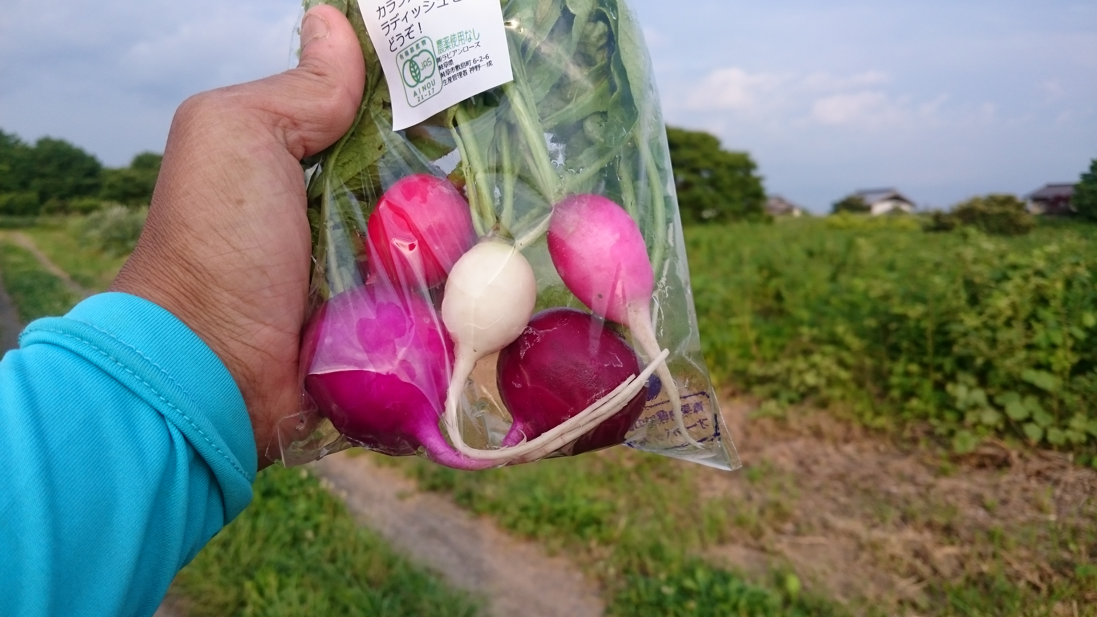 野菜紹介 ラディッシュ カラフルパック