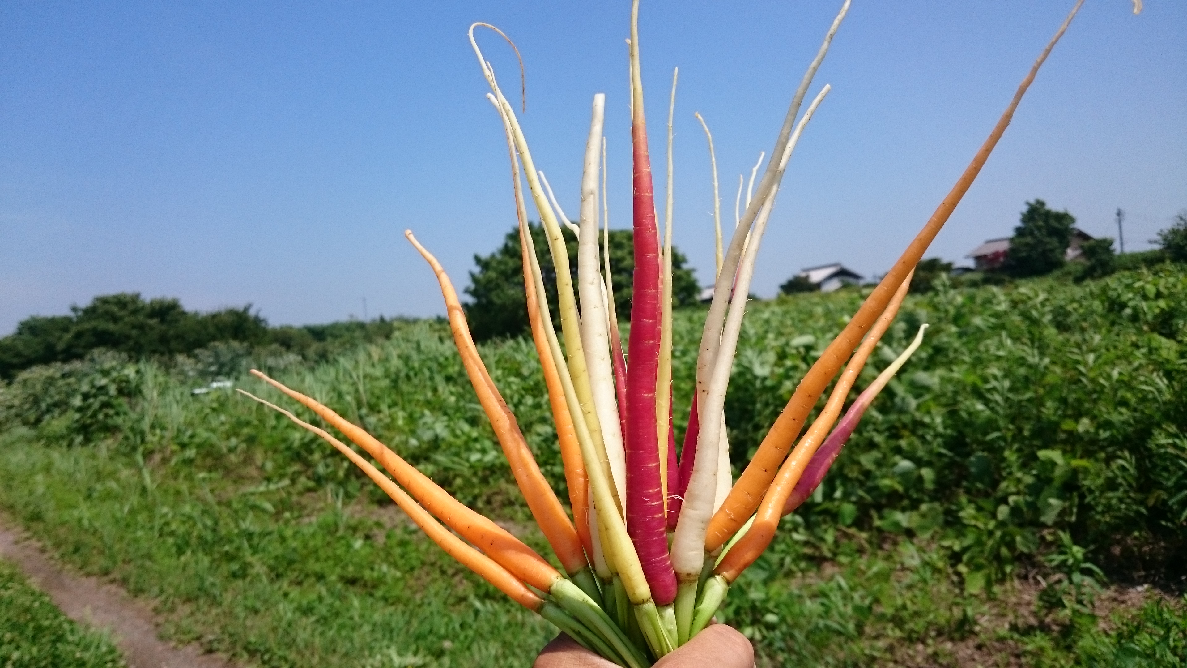 野菜紹介  カラフルキャロット