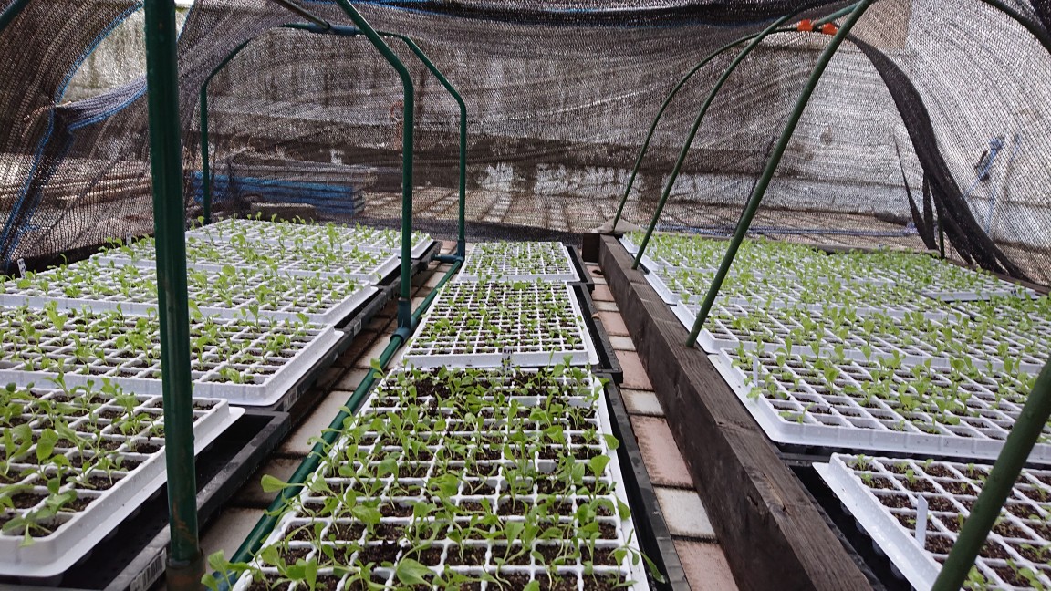 オーガニック リーフチコリー苗確保