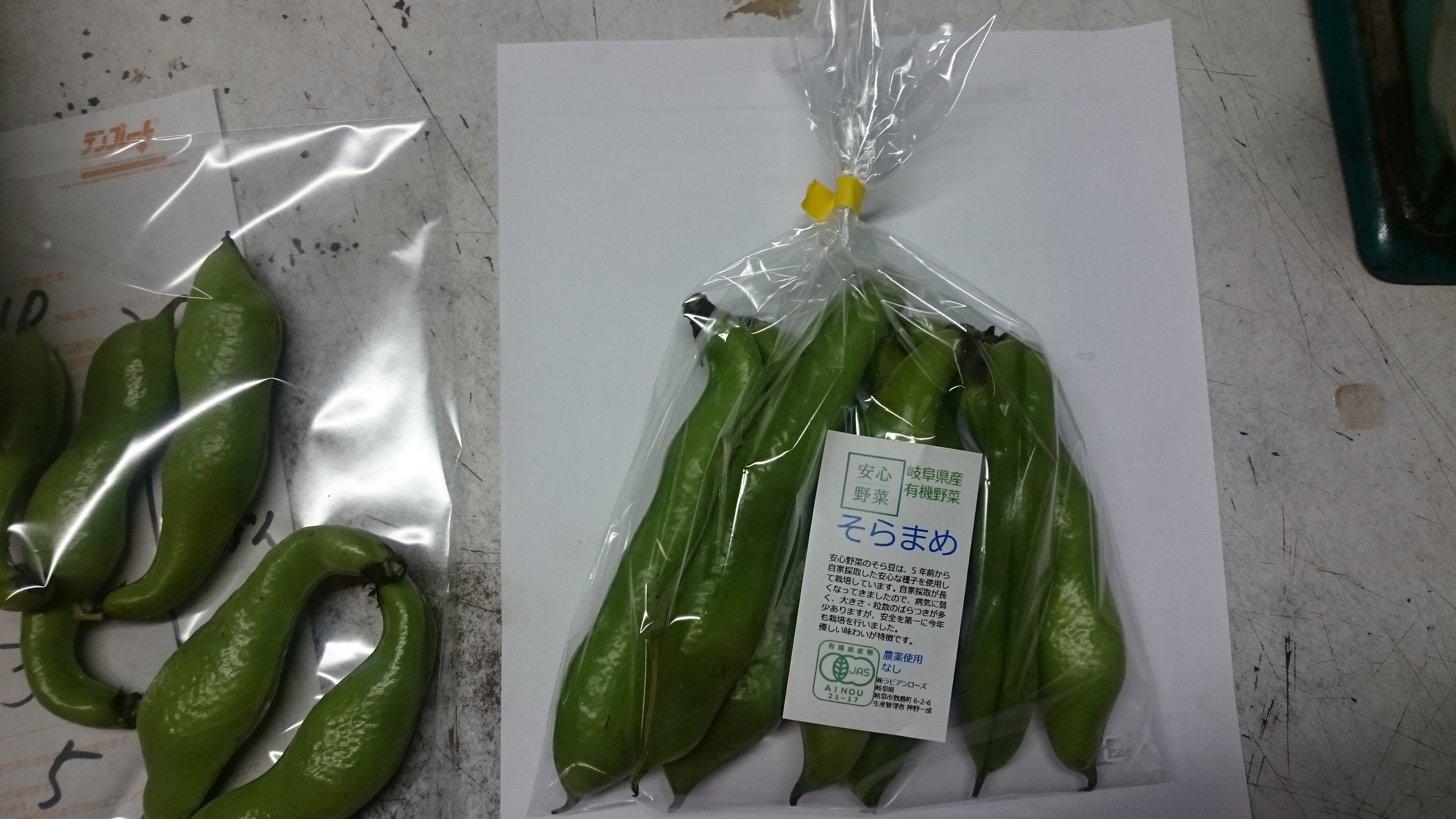 ソラマメは採れたて❓