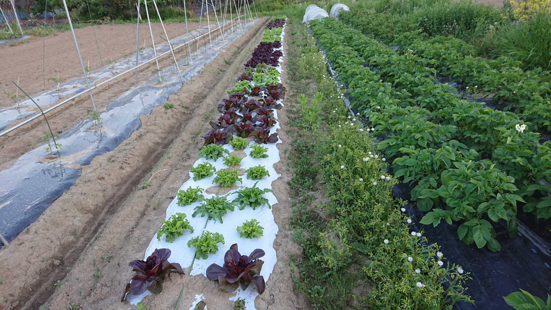 春も登場 オーガニックイタリアンレタスミックス