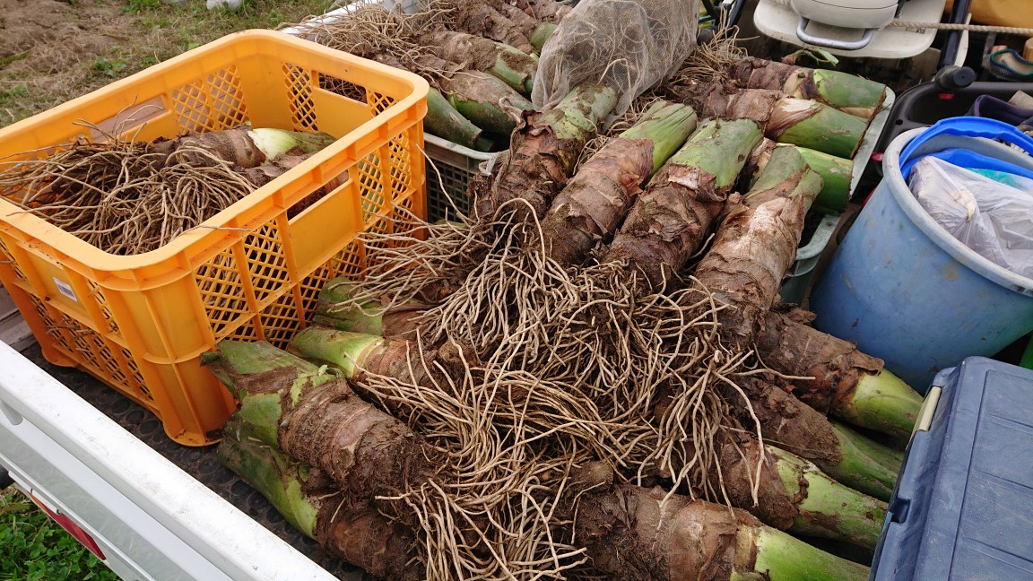 タケノコ芋 熟成中