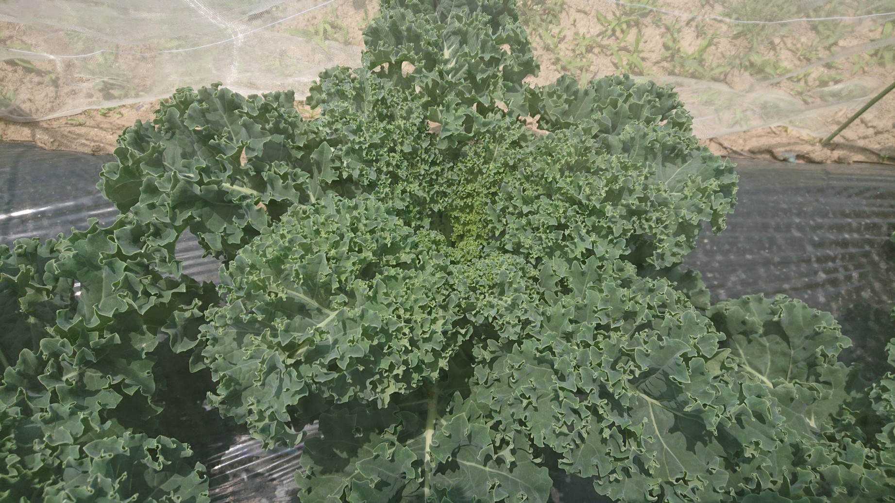 苦くないオーガニックケール 通年栽培成功