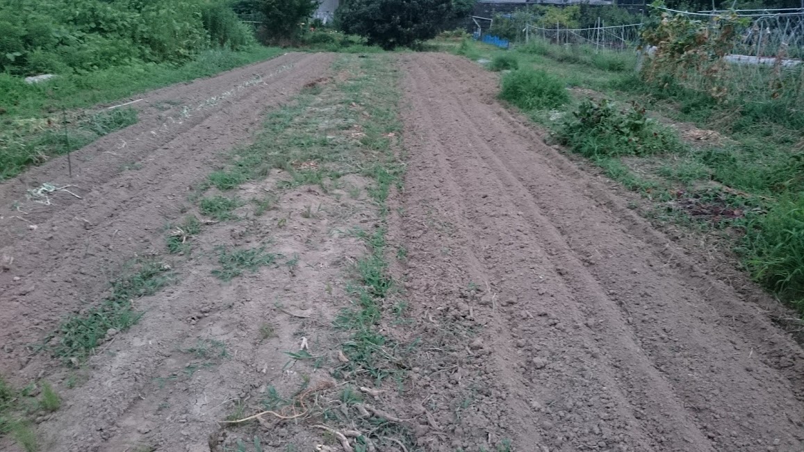 日照りと水遣り