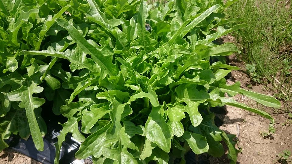 レタス＿barba dei frati　野菜紹介      