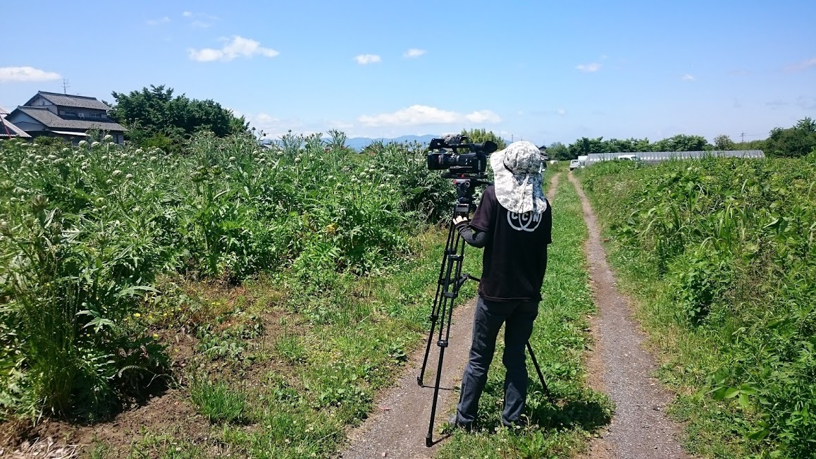 オーガニックアーティチョーク畑でテレビ取材