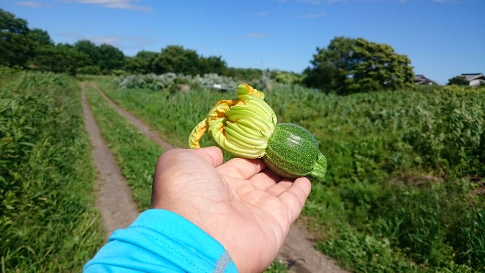 急げ野菜BOX！  野菜紹介 ズッキーニ＿piacenza