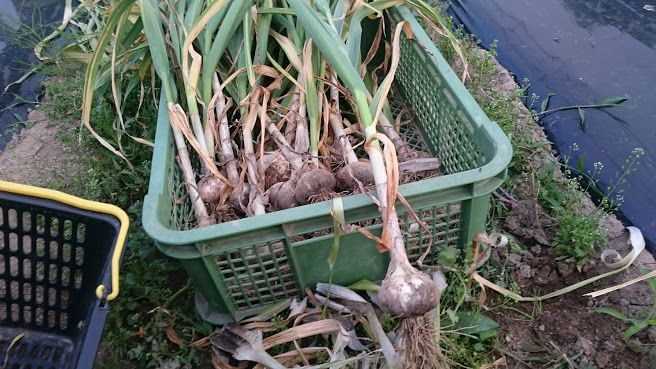 ニンニクの収穫~貯蔵まで