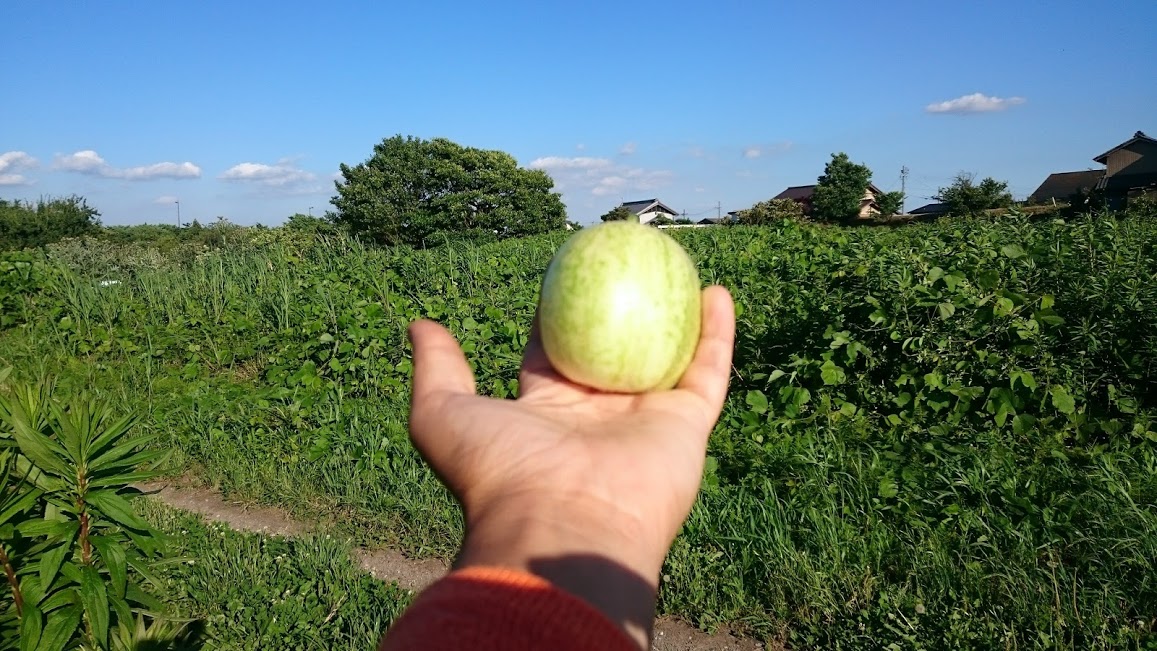 美味しいキュウリ4