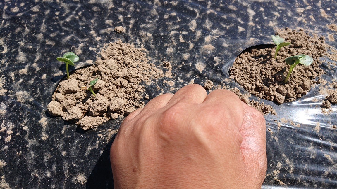 オーガニック カラー大根の発芽