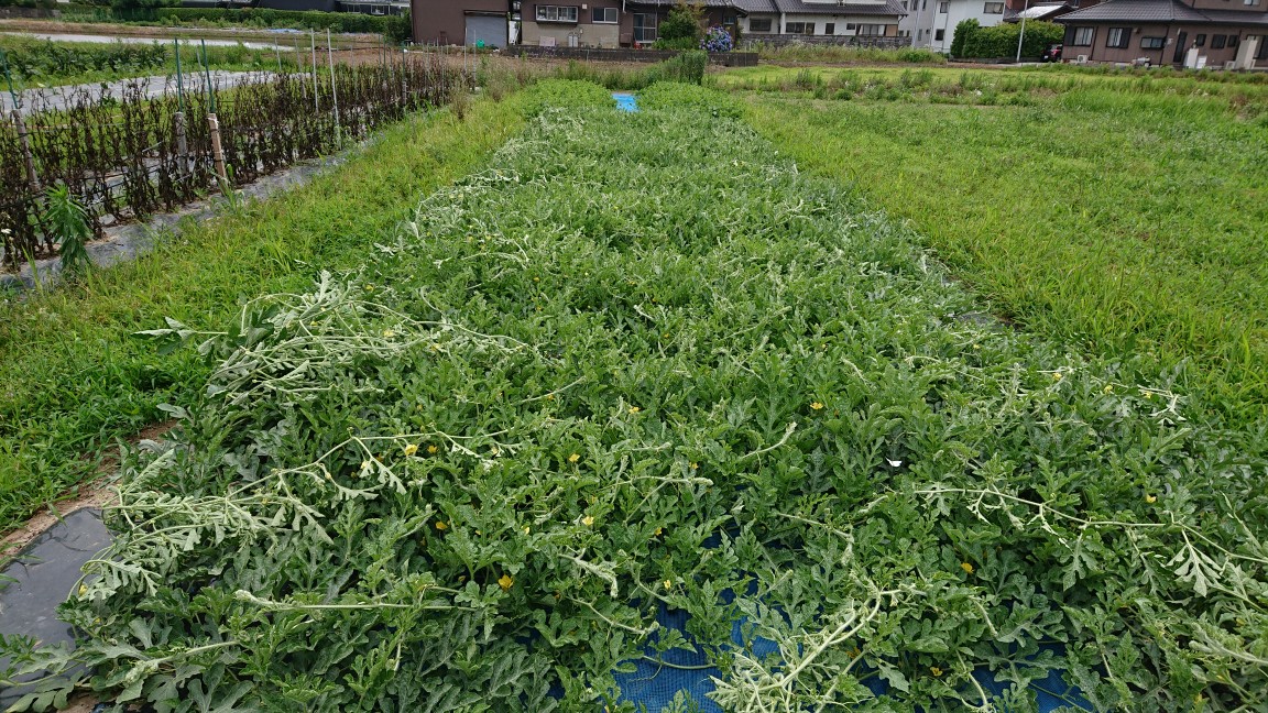 雑草は邪魔物?