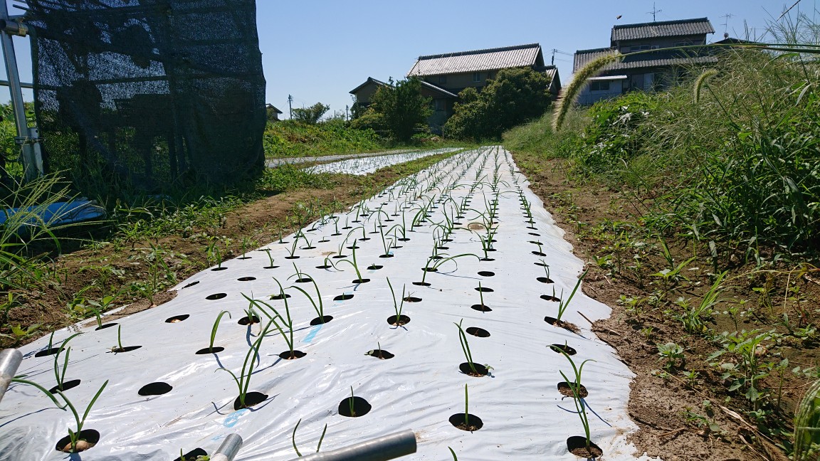野菜の成長日記(冬の新玉ねぎ)