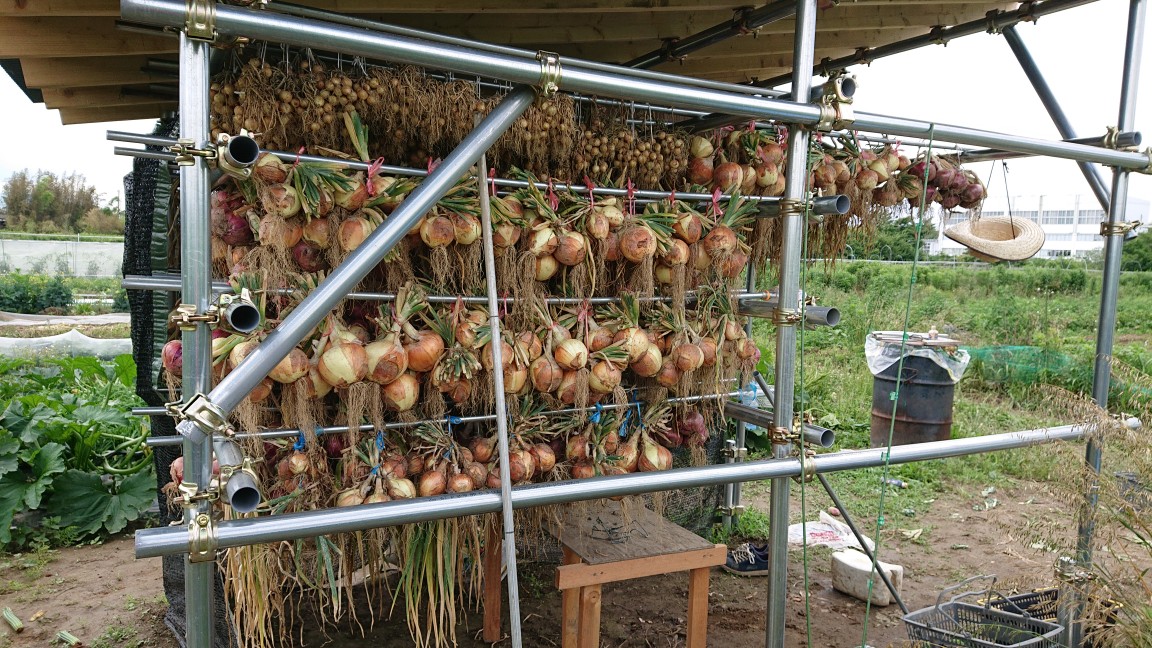 オーガニック 玉ねぎ小屋 自然乾燥
