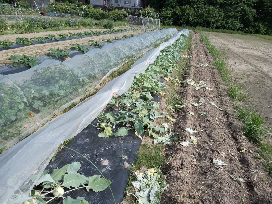 コールラビ　全部収穫！