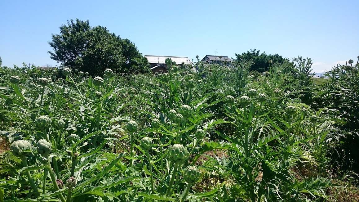 アーティチョーク畑