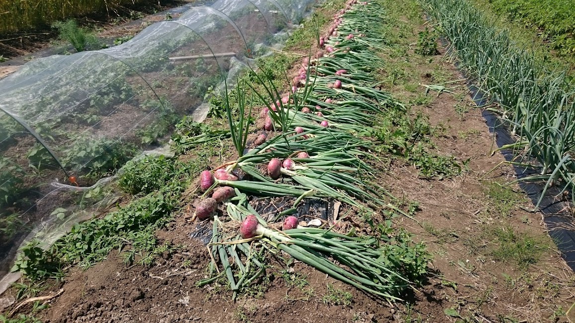 タマネギを干してます