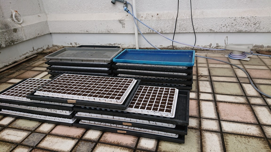 夏出荷の玉ねぎ 苗作り開始