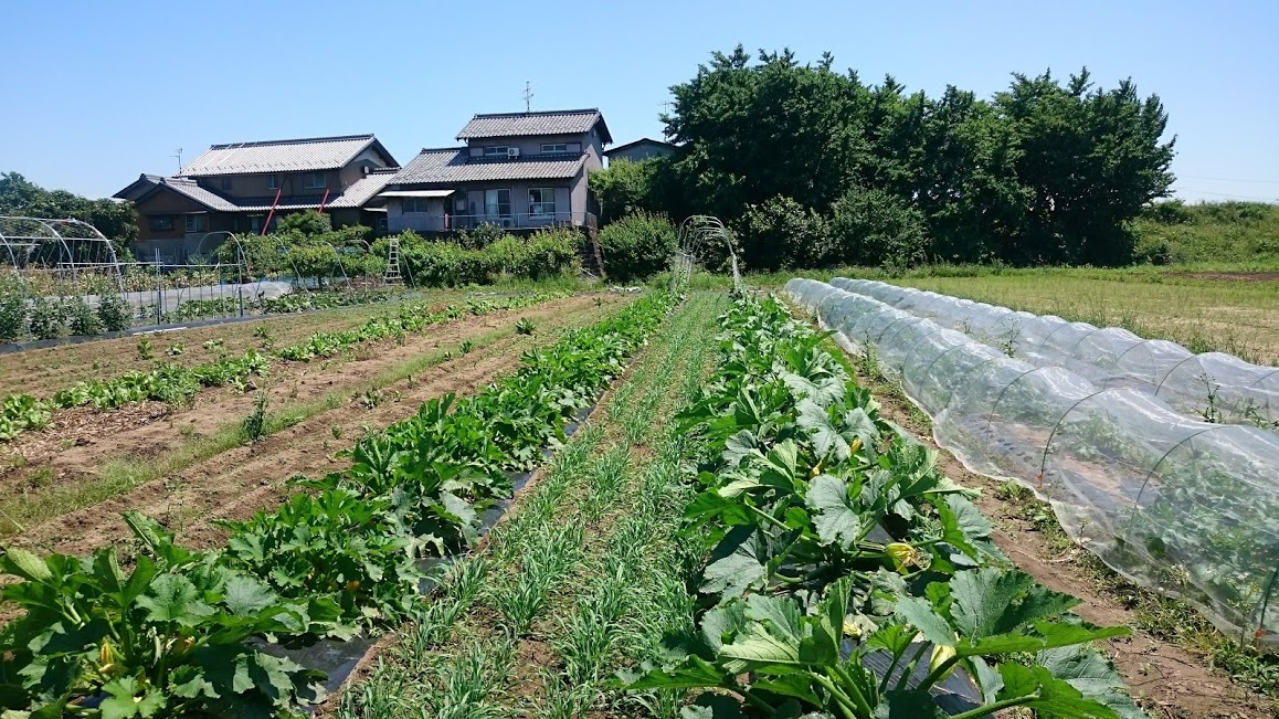 草を栽培❓　その後
