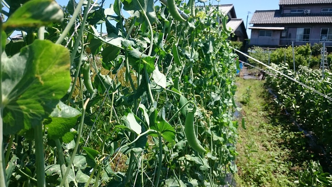 野菜の木は大きく作れば良いという物ではない！