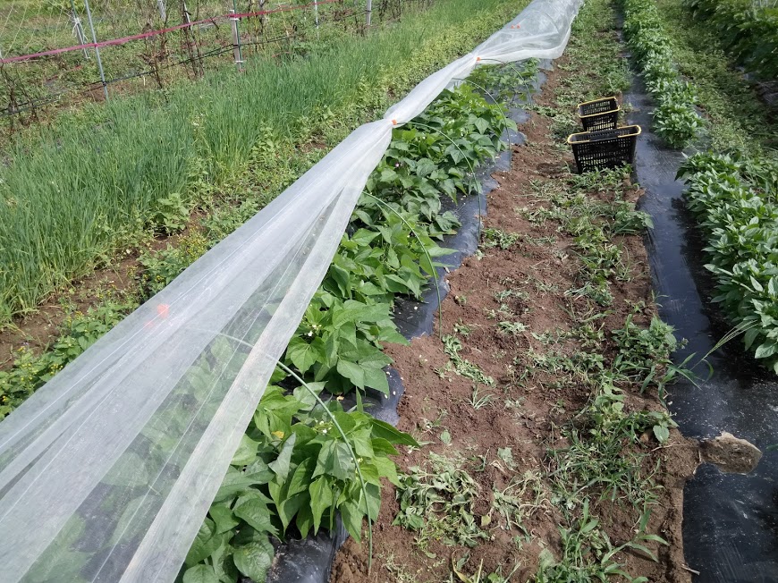 3色のさやインゲンを栽培中