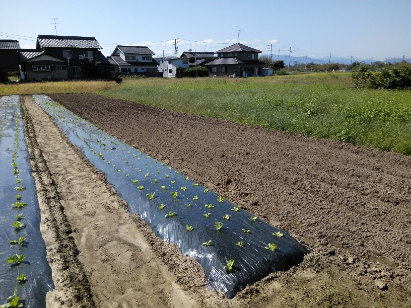 刈って刈って刈りまくる