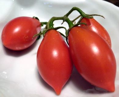 絶品オーガニックトマト まもなく販売開始です。