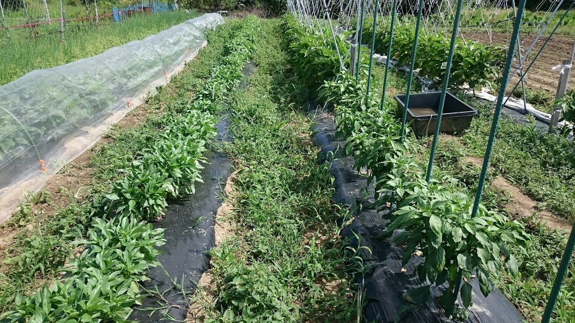 パプリカ？カラーピーマン？　どう違うの～？