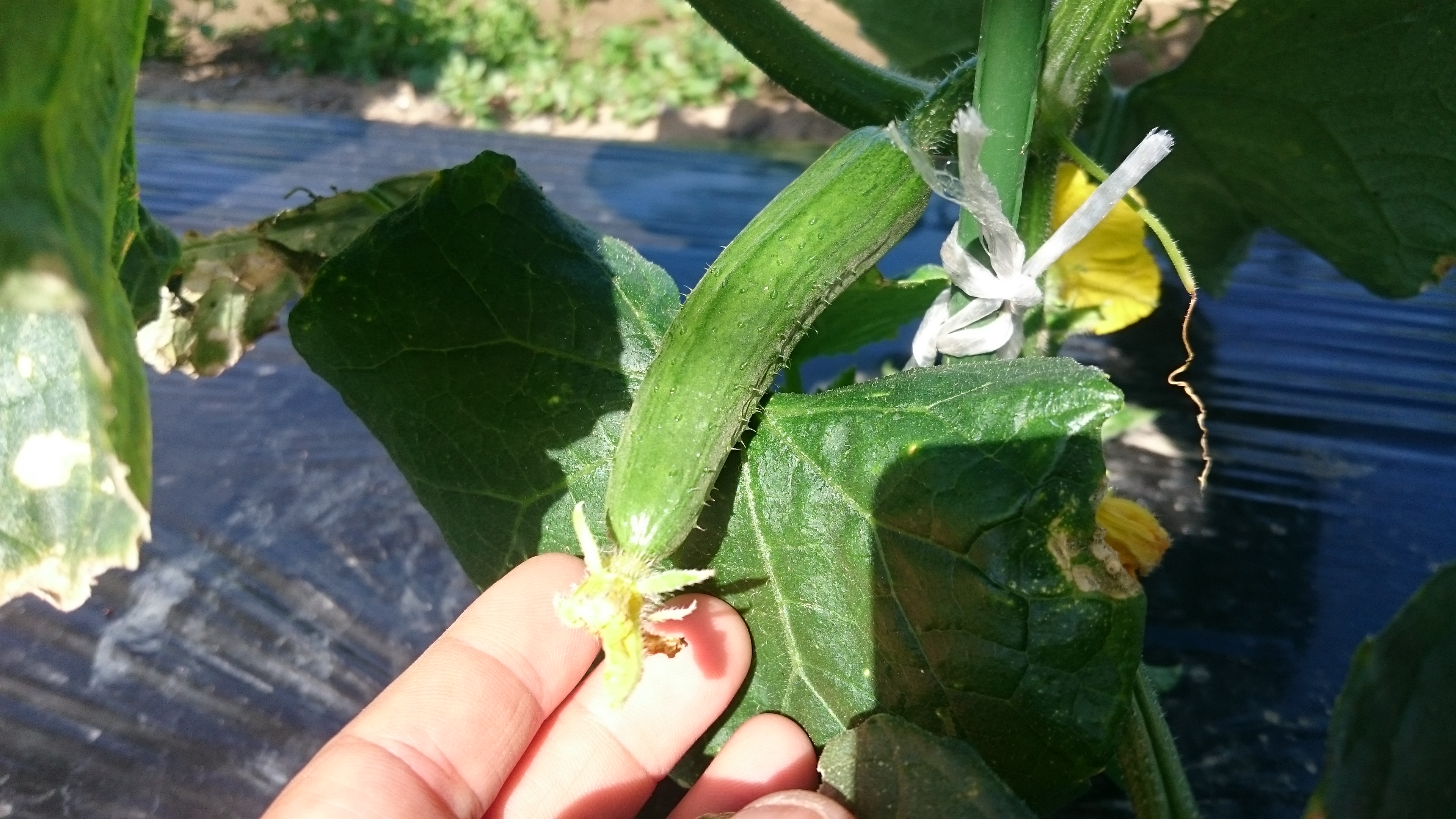 野菜紹介　キュウリ＿青ミニ