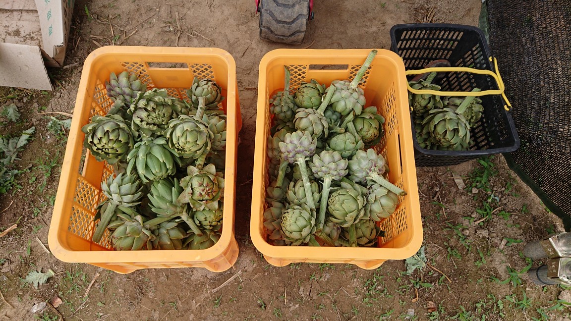 オーガニック アーティチョーク 出荷中