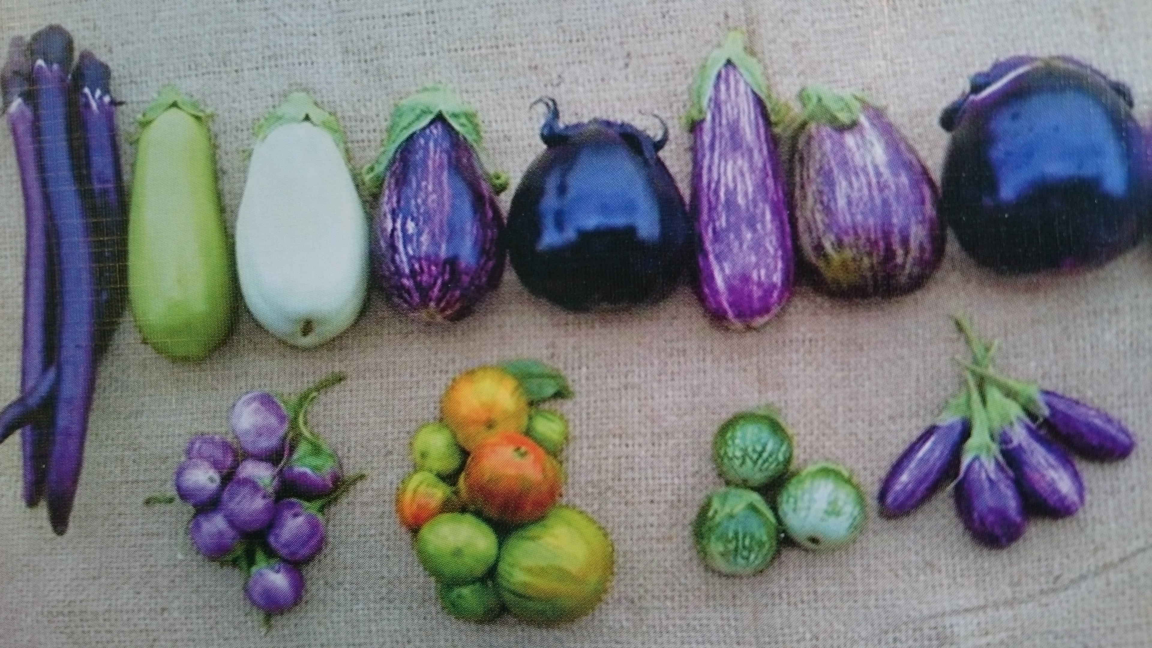 今年のナスは?オーガニックなナス