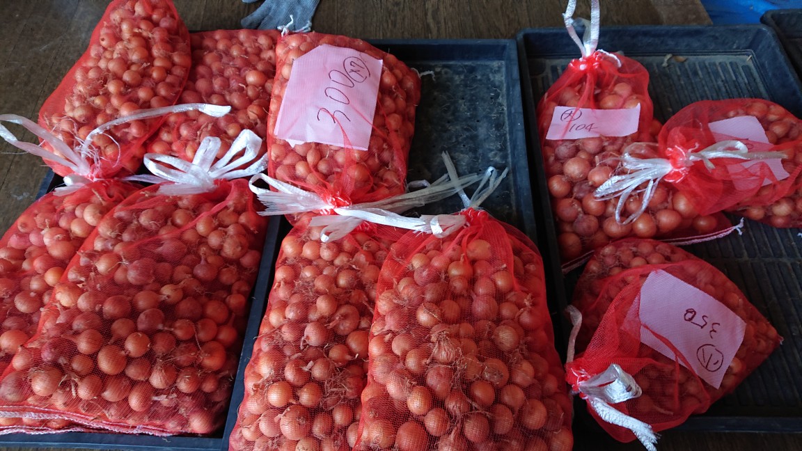 冬の新玉ねぎ オーガニック