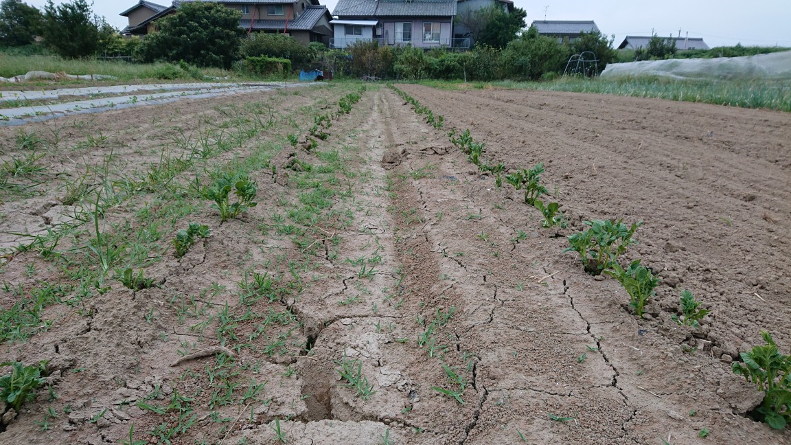 有機じゃがいも発芽