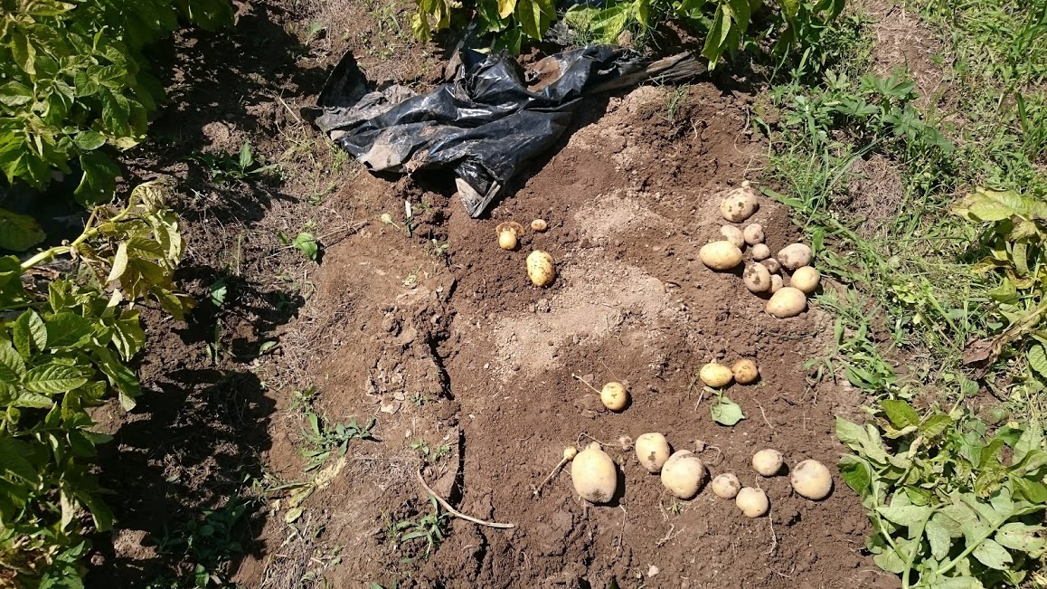 芋掘りではなく、芋拾い