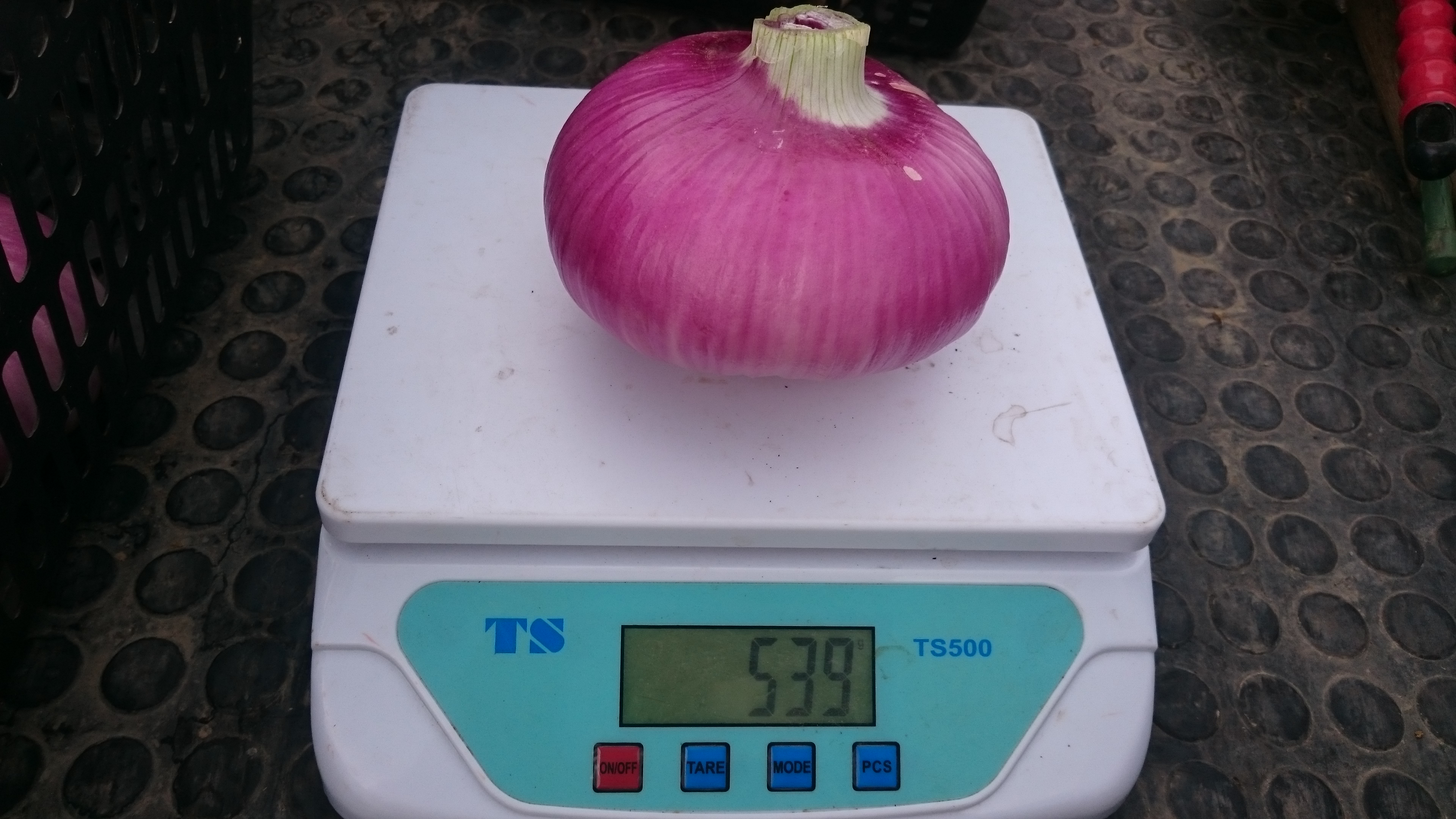 野菜紹介 赤玉ねぎ(豆科緑肥栽培)