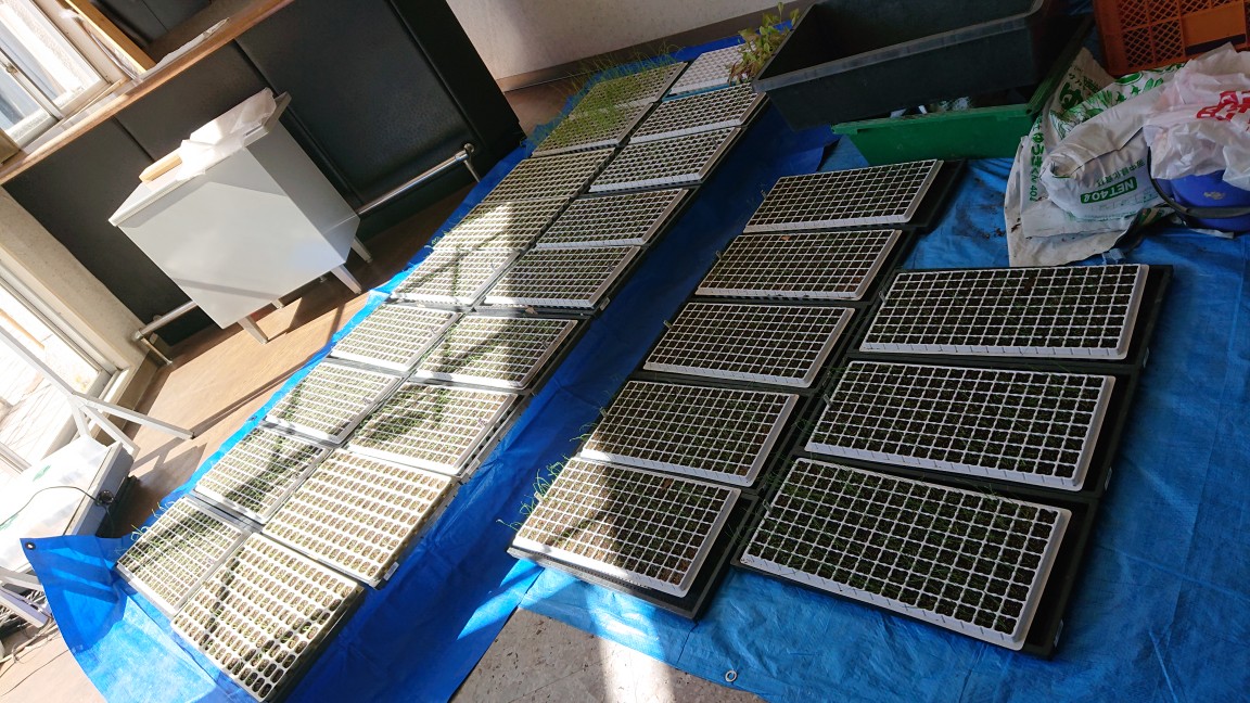 台風翌日の作業1