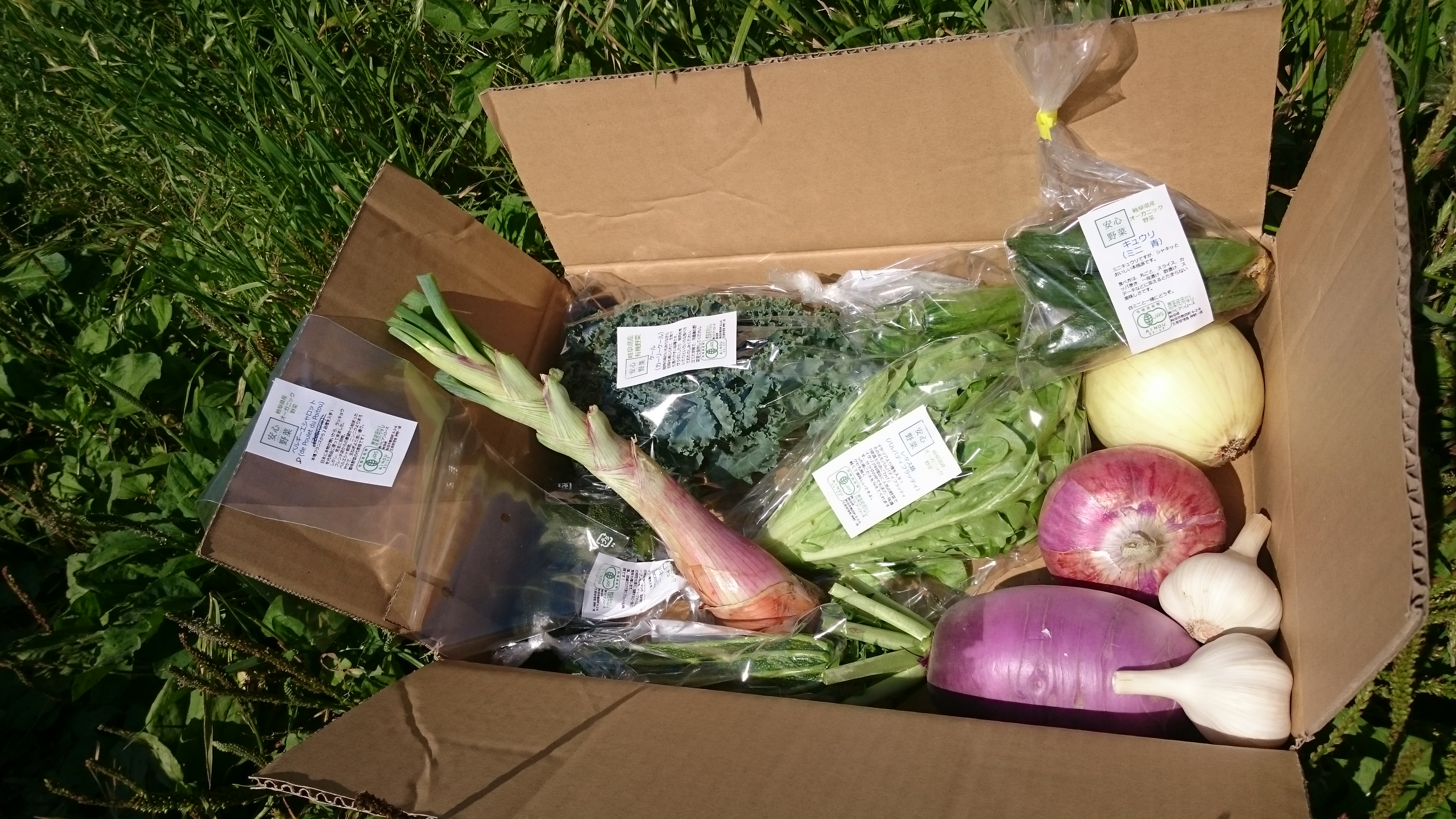 安心野菜セットA 6/2の内容