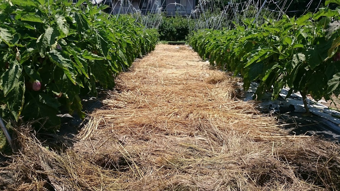 ナスだけ特別対応