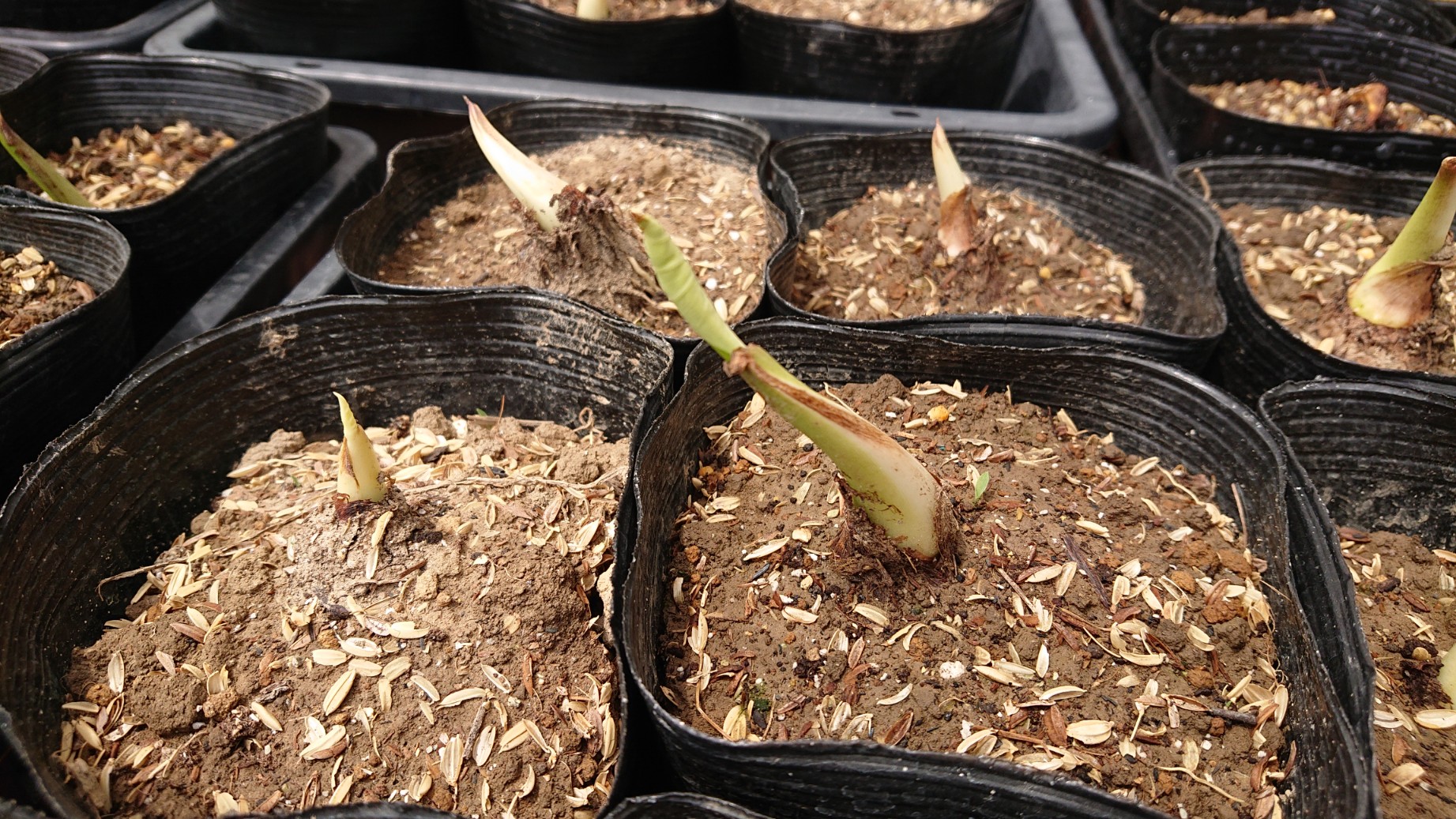 初めての苗スタート