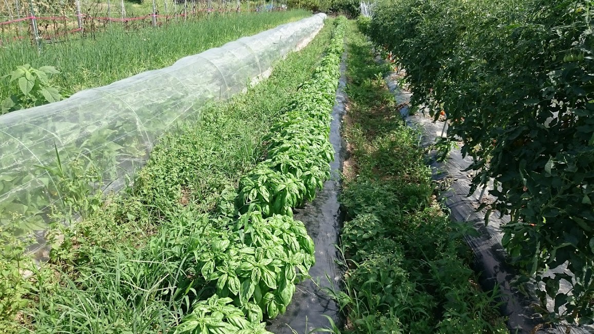 草の管理も使い分ける