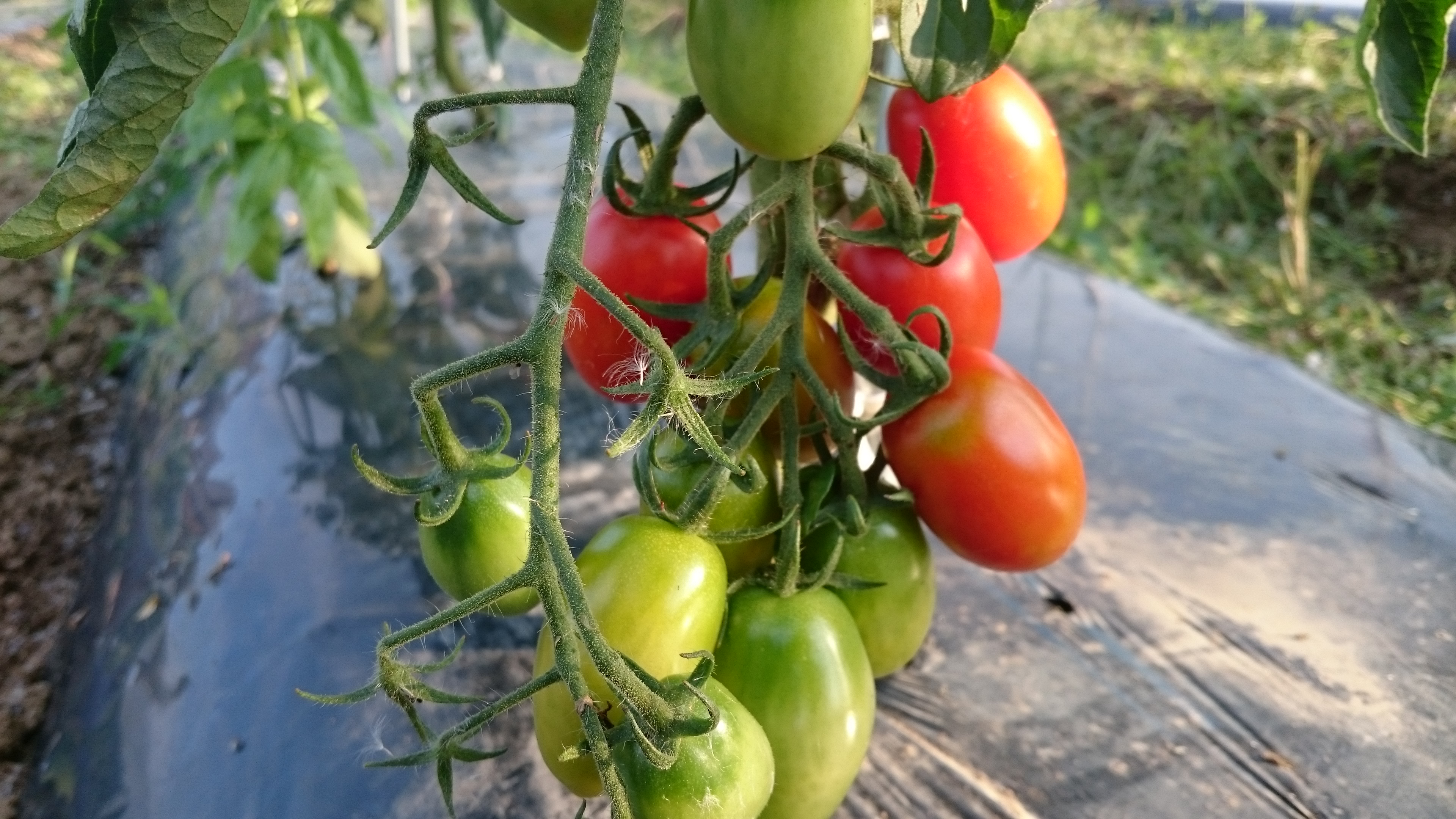 トマトがスタート