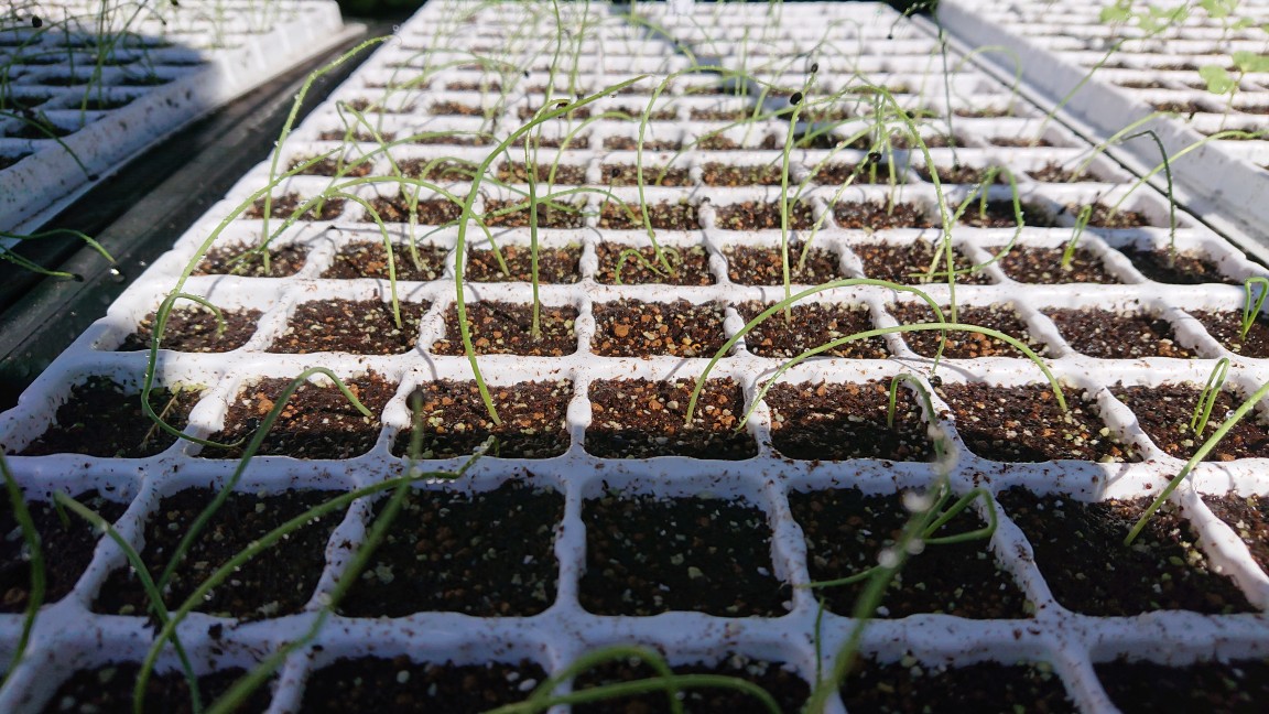 ４月収穫の玉ねぎ苗