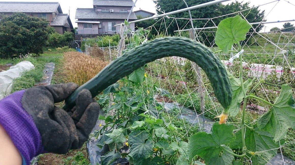 美味いキュウリ