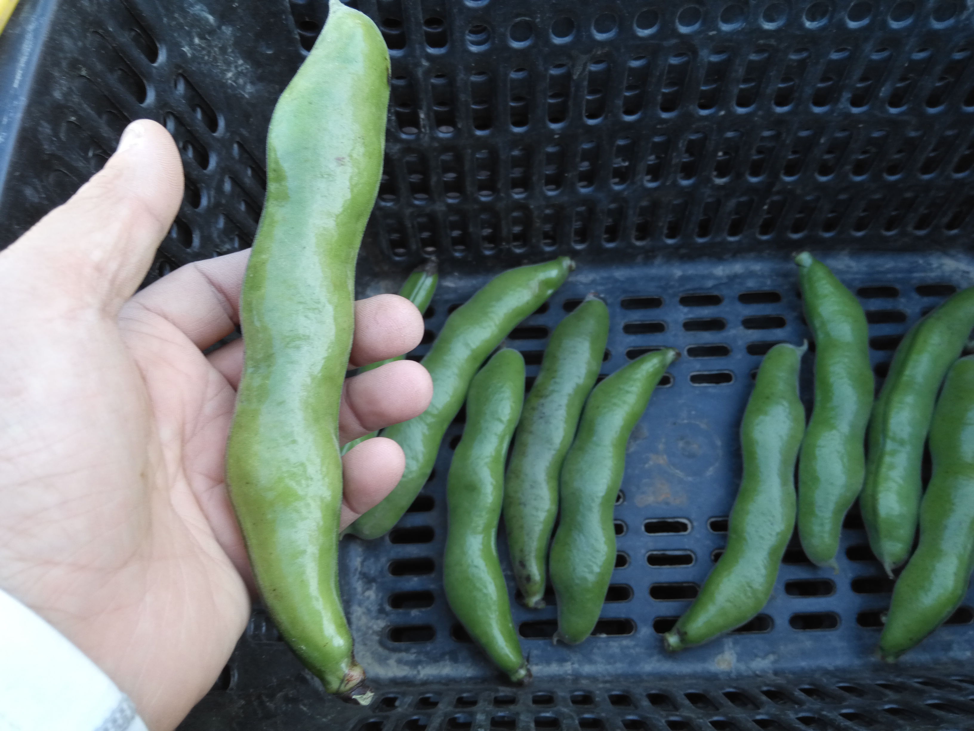 ソラマメ　３日後より収穫