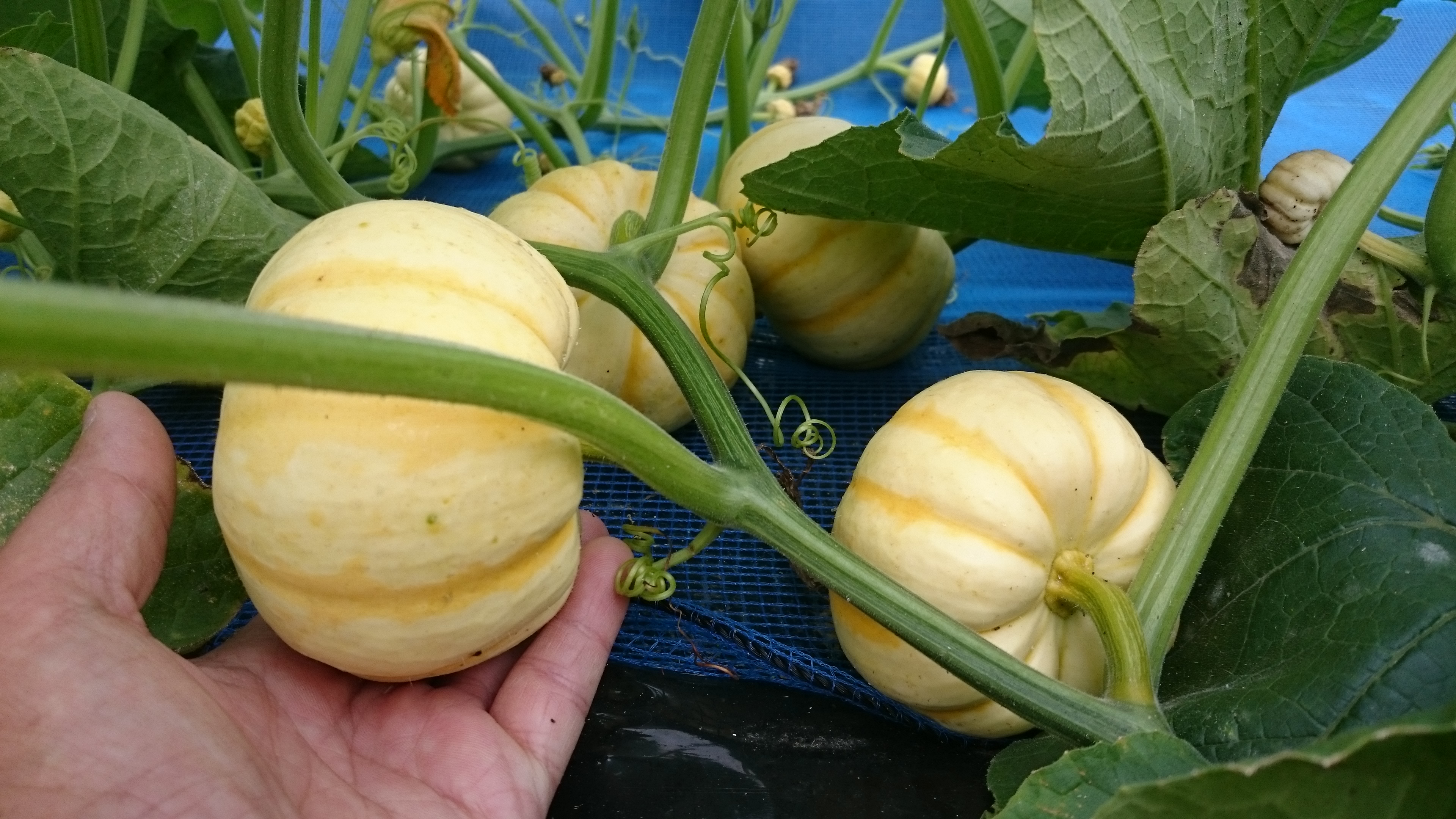 黄色いミニカボチャ