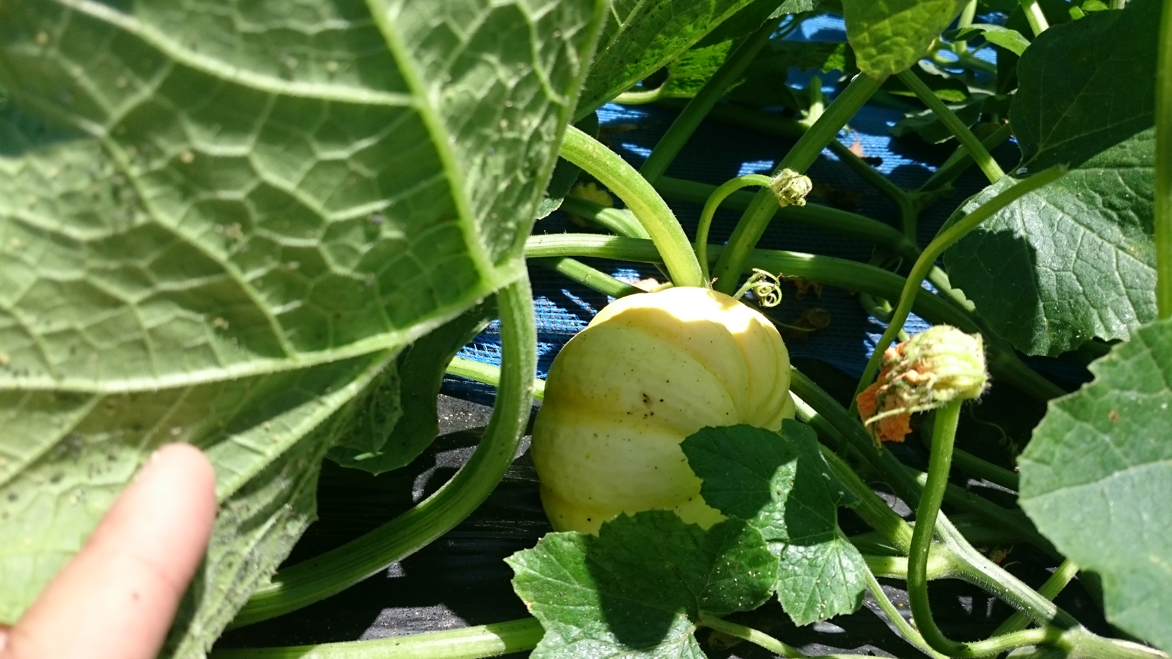 オーガニックのカボチャも、あとちょっと。