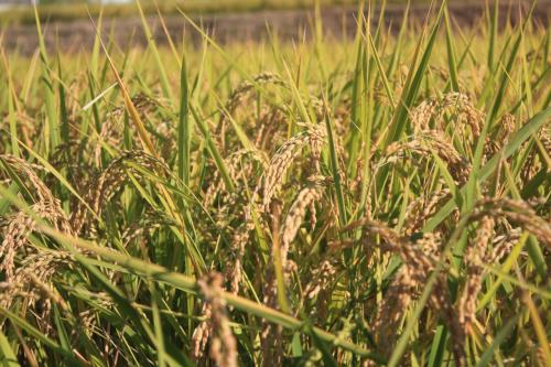 稲刈りスタート