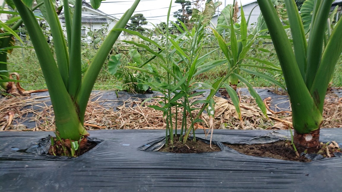 オーガニック生姜も作ってます❗