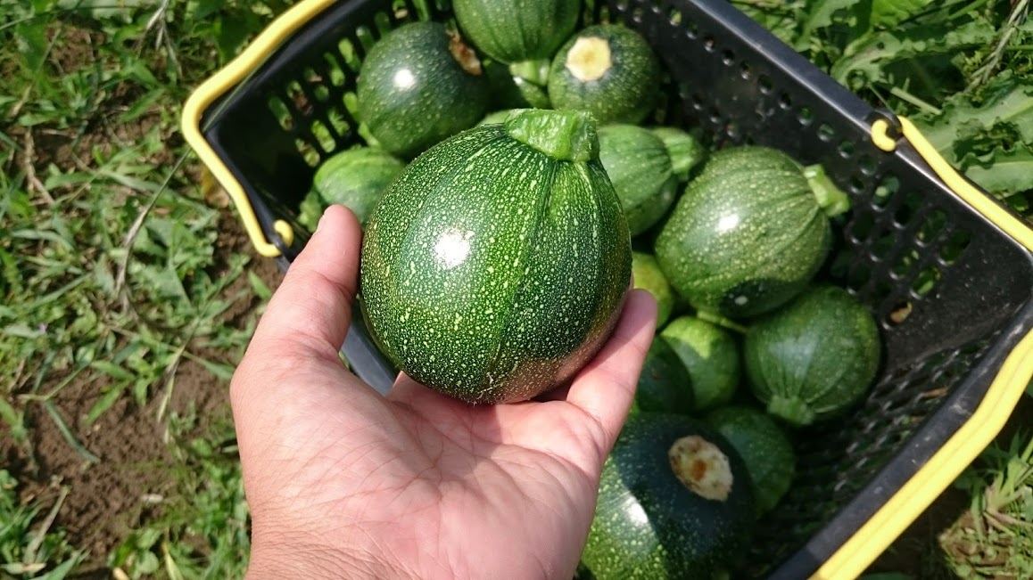オーガニック丸ズッキーニ順調に収穫中